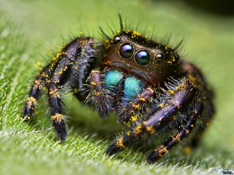 Jumping Spider on Leaf — Green, Detailed, Photograph, Eyes, Black