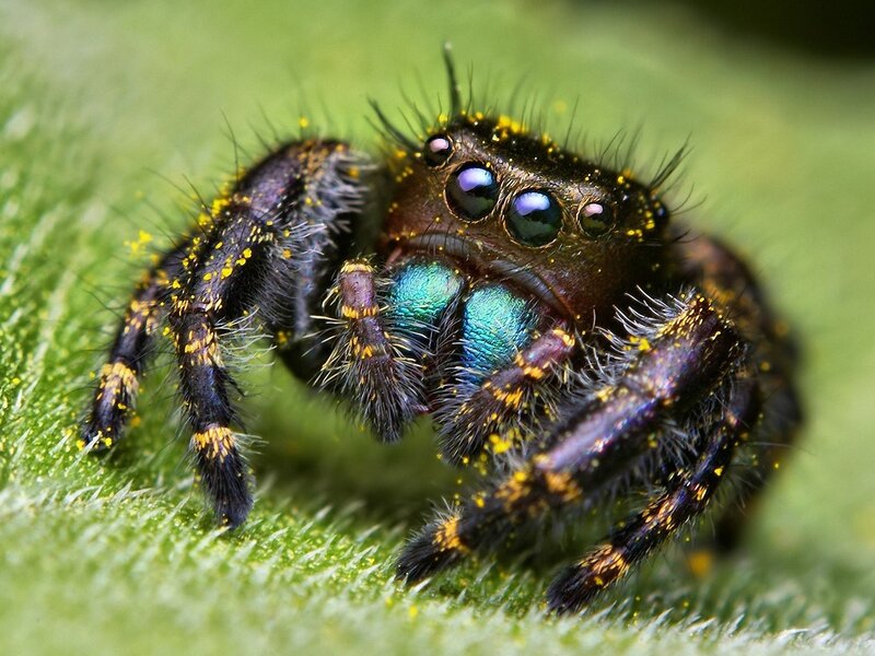 Jumping Spider on Leaf — Green, Detailed, Photograph