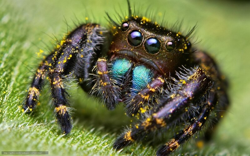 Jumping Spider on Leaf — Green, Detailed