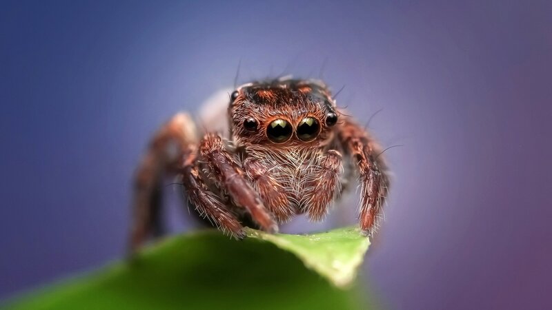 Jumping Spider on Leaf — Green, Dramatic