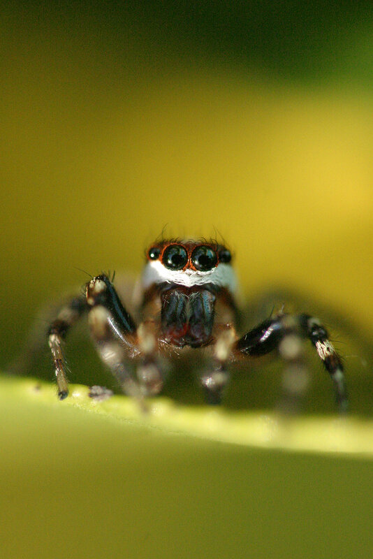 Jumping Spider on Leaf — Green, Focused
