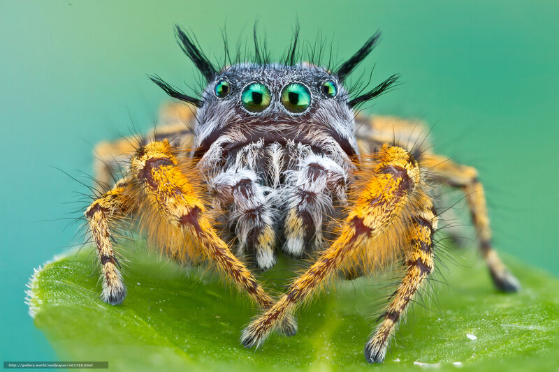 Jumping Spider on Leaf — Green, Intense