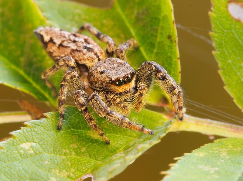 Jumping Spider on Leaf — Green, Natural, Afternoon, Photograph