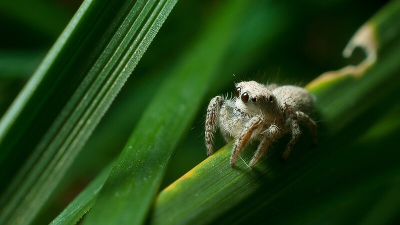 Jumping Spider on Leaf — Green, Natural, Afternoon
