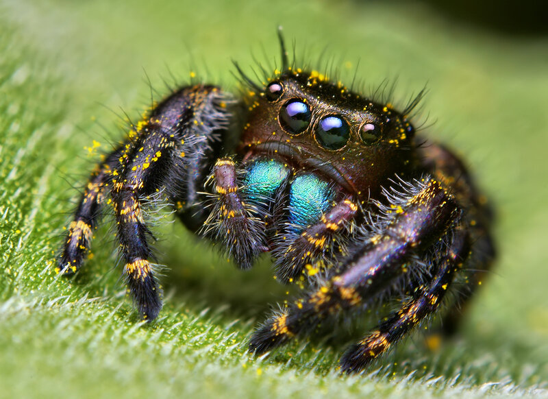Jumping Spider on Leaf — Green, Natural, Photograph, Eyes