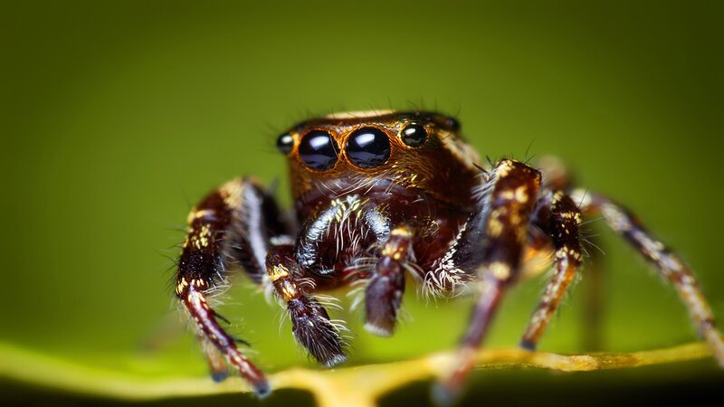 Jumping Spider on Leaf — Green, Natural, Photograph, Green Background