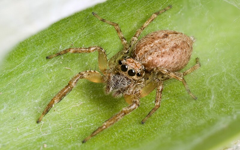 Jumping Spider on Leaf — Green, Natural, Photograph, Spider Web