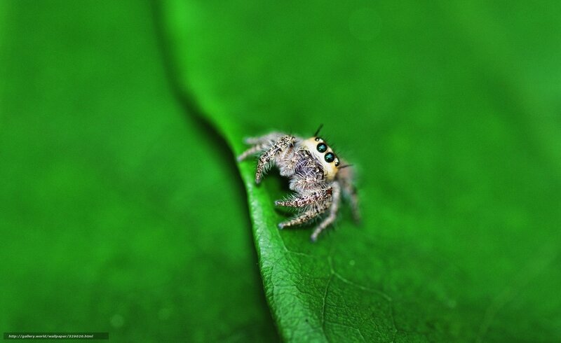 Jumping Spider on Leaf — Green, Natural, Photograph
