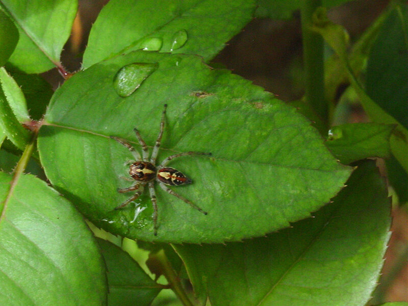Jumping Spider on Leaf — Green, Natural, Photograph, Water Droplet