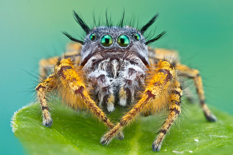 Jumping Spider on Leaf — Green, Natural