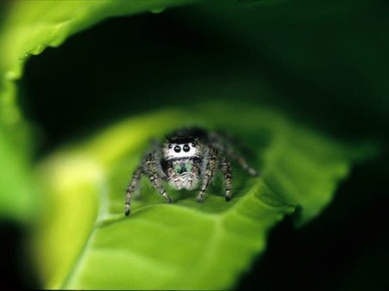 Jumping Spider on Leaf — Green