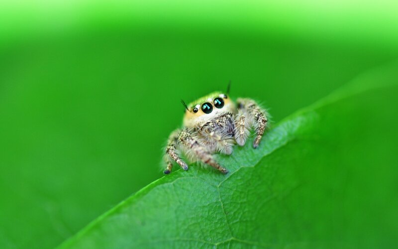 Jumping Spider on Leaf — Green, Yellow