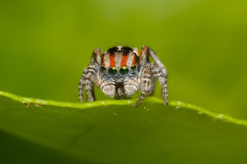 Jumping Spider on Leaf — Orange