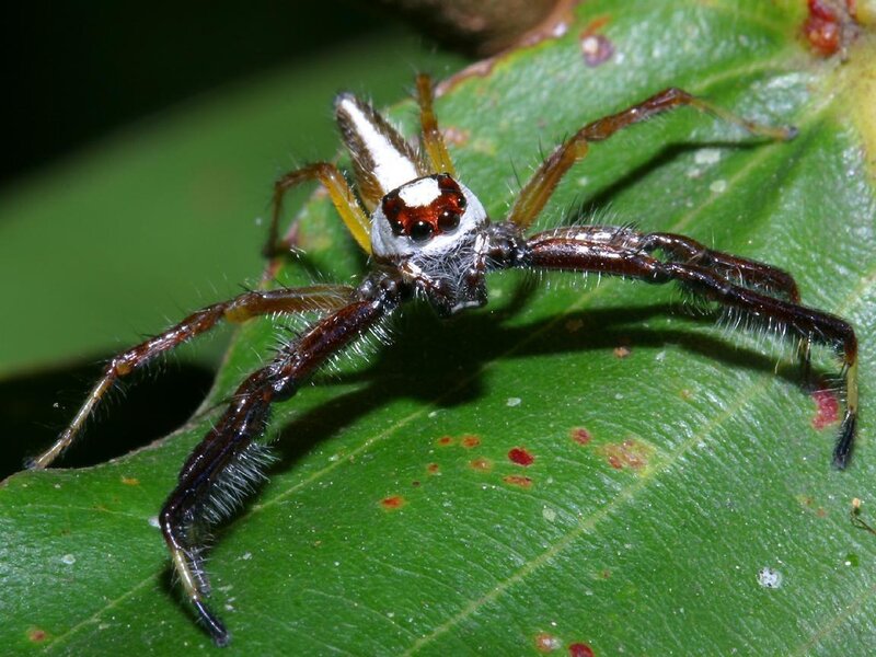 Jumping Spider on Leaf — White