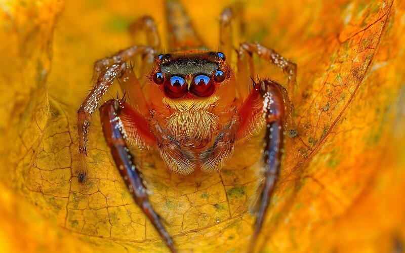 Jumping Spider on Leaf — Yellow