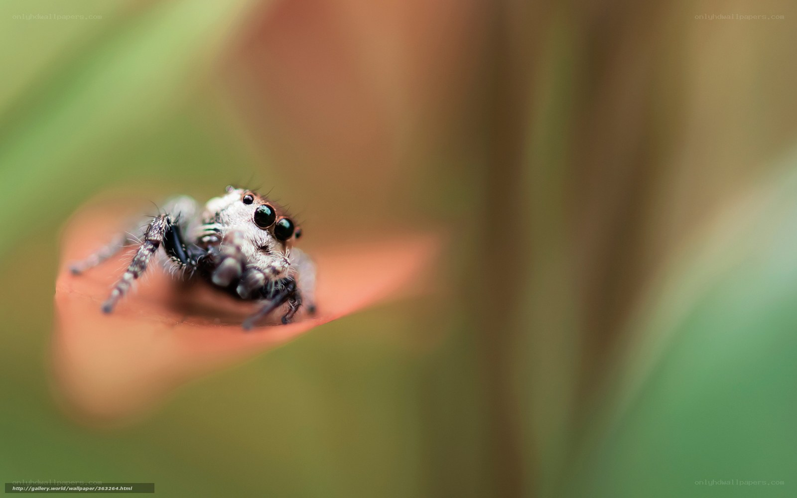 Jumping spider on leaf