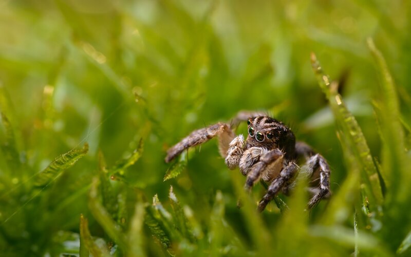 Jumping Spider on Moss