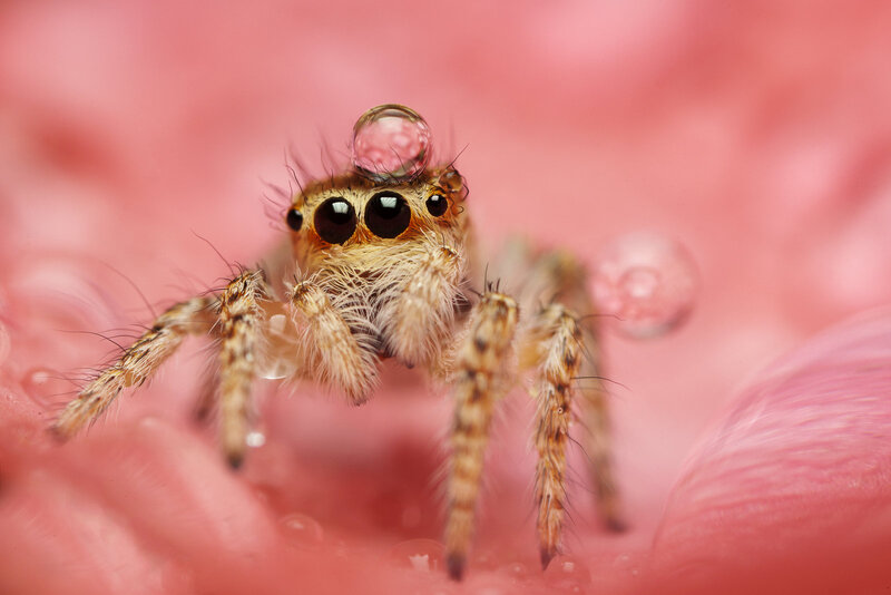 Jumping Spider on Petal