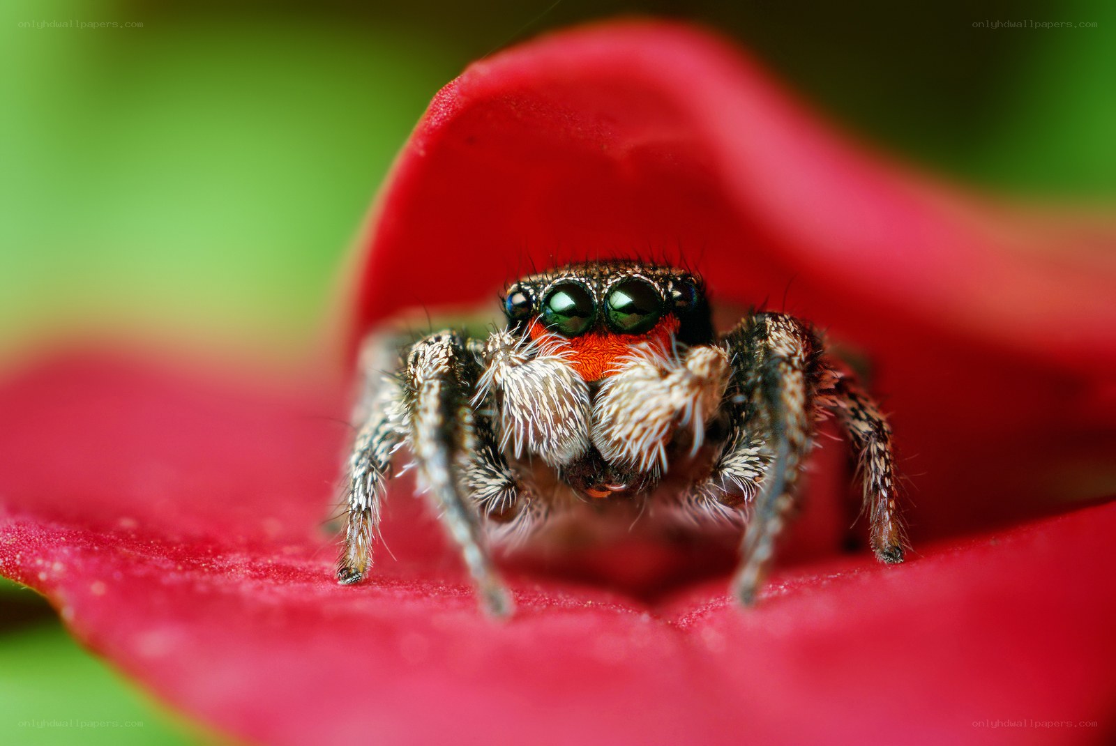 Jumping spider on red flower