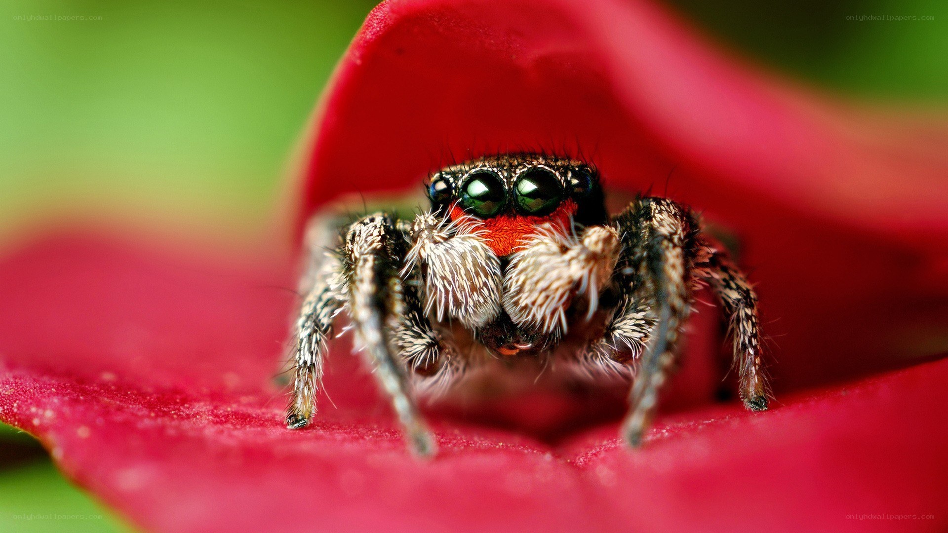 Jumping spider on red flower