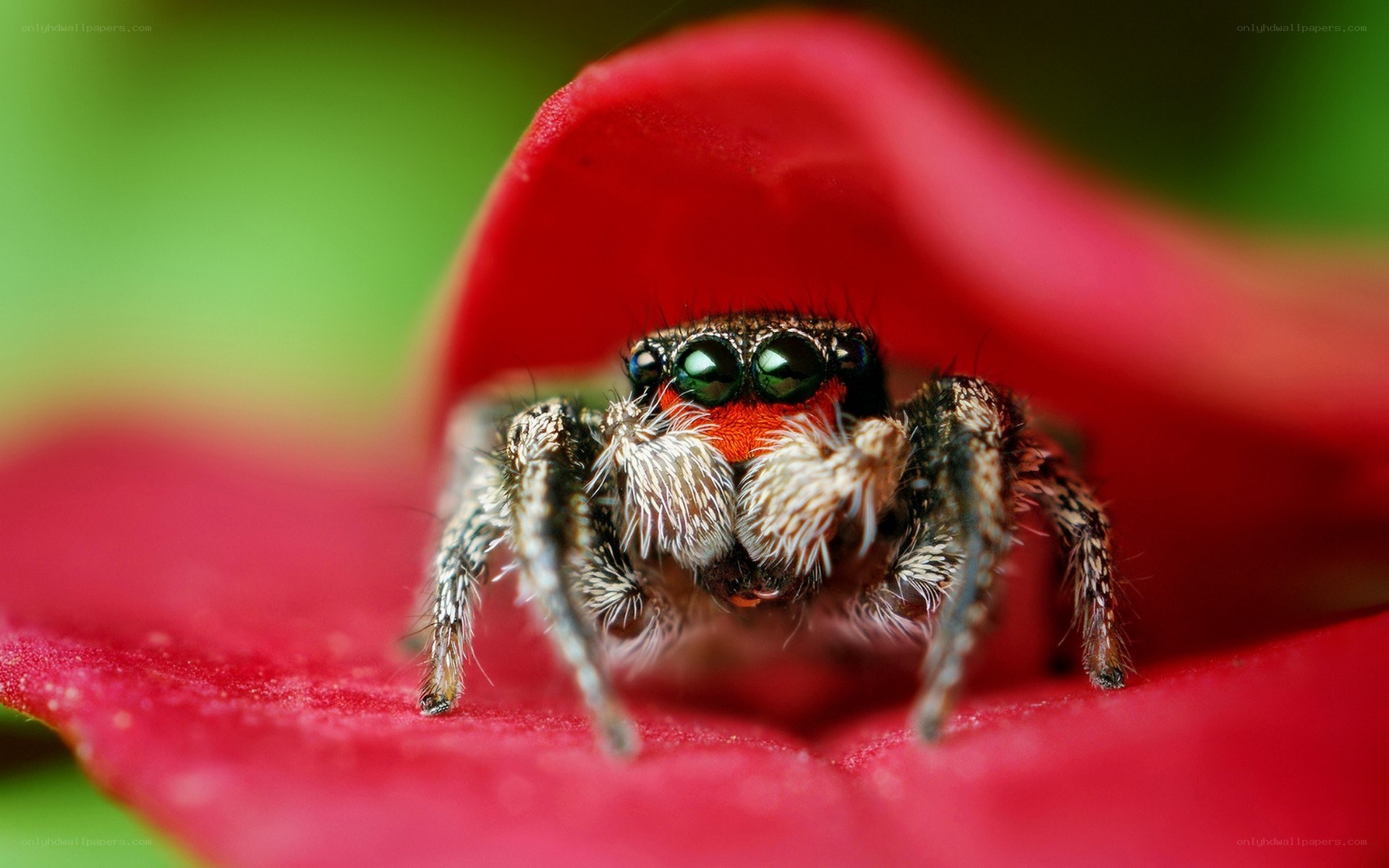 Jumping spider on red flower