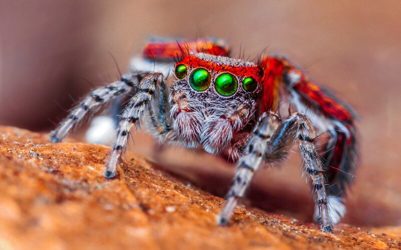 Jumping Spider on Rock