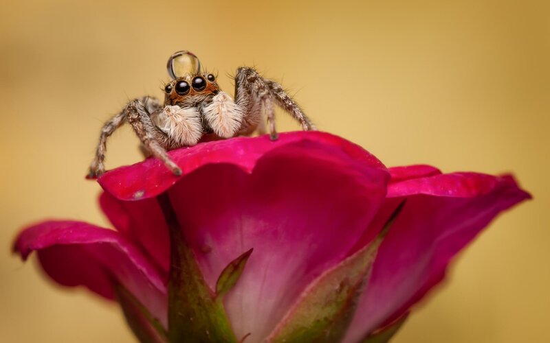 Jumping Spider on Rose