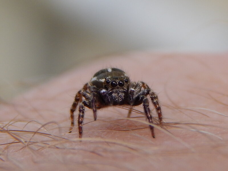 Jumping Spider on Skin