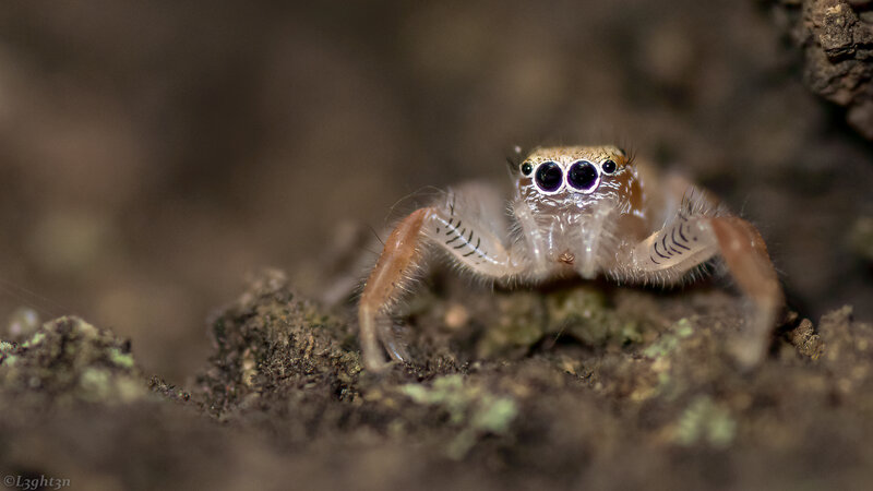 Jumping Spider on Soil