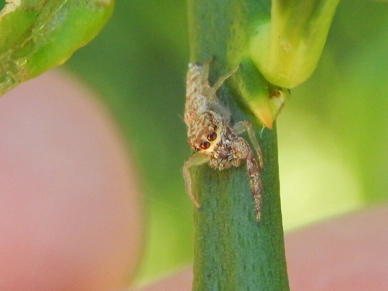 Jumping Spider on Stem