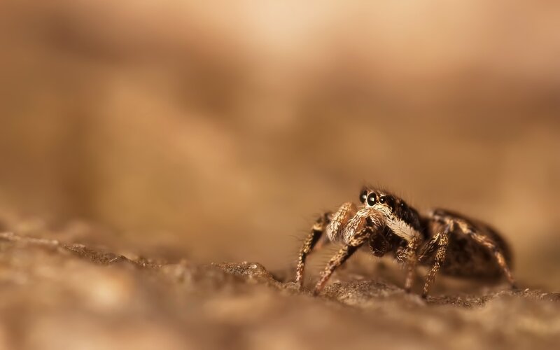 Jumping Spider on Surface — Brown