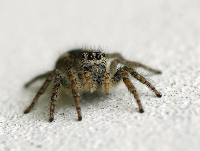 Jumping Spider on Surface