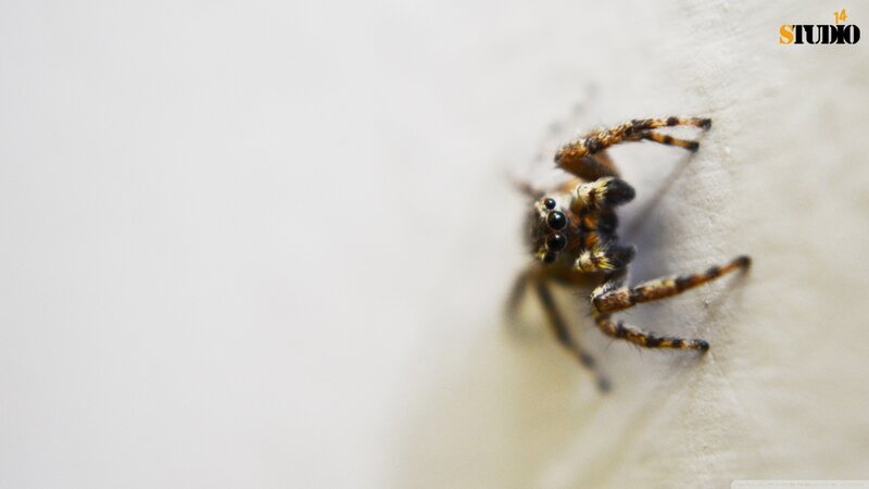 Jumping Spider on Wall
