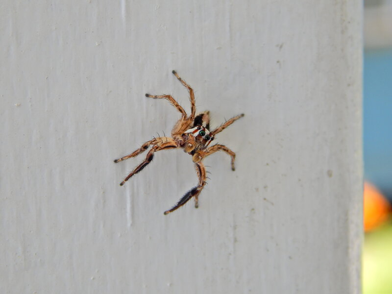 Jumping Spider on Wall — White
