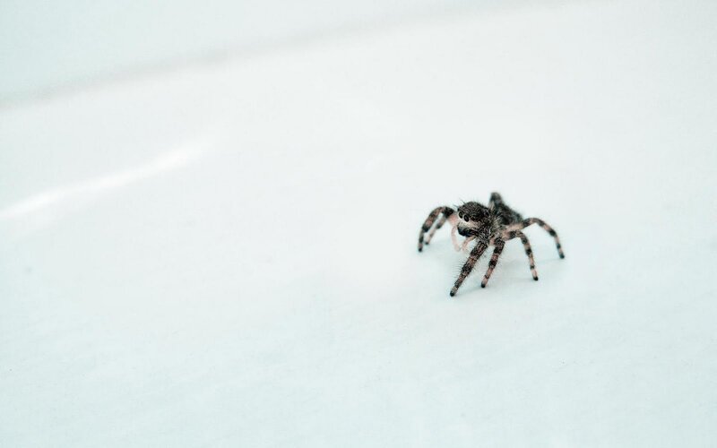 Jumping spider on white surface