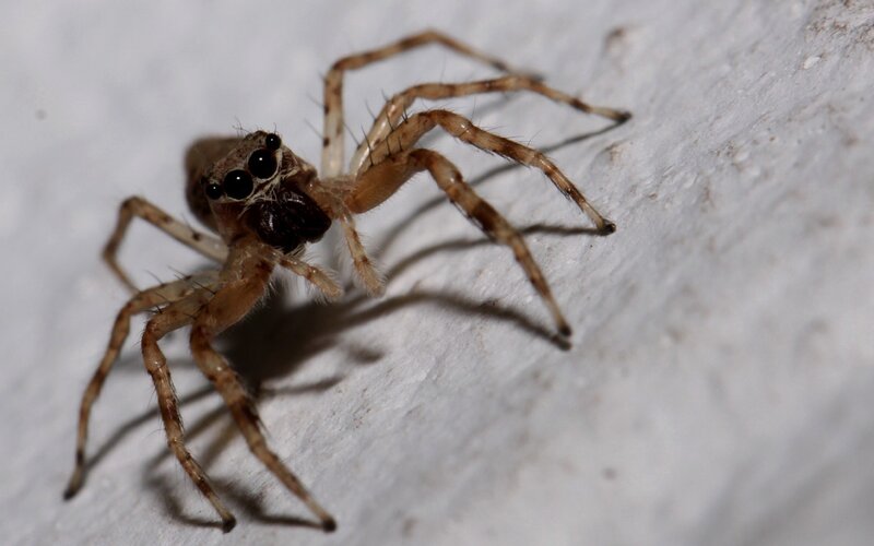 Jumping spider on white surface