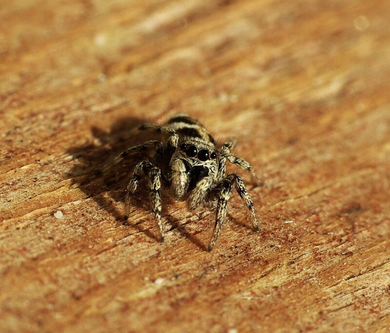 Jumping spider on wood