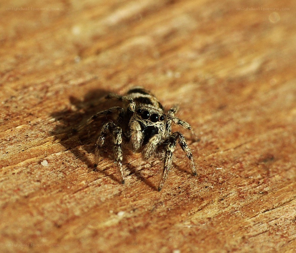 Jumping spider on wood