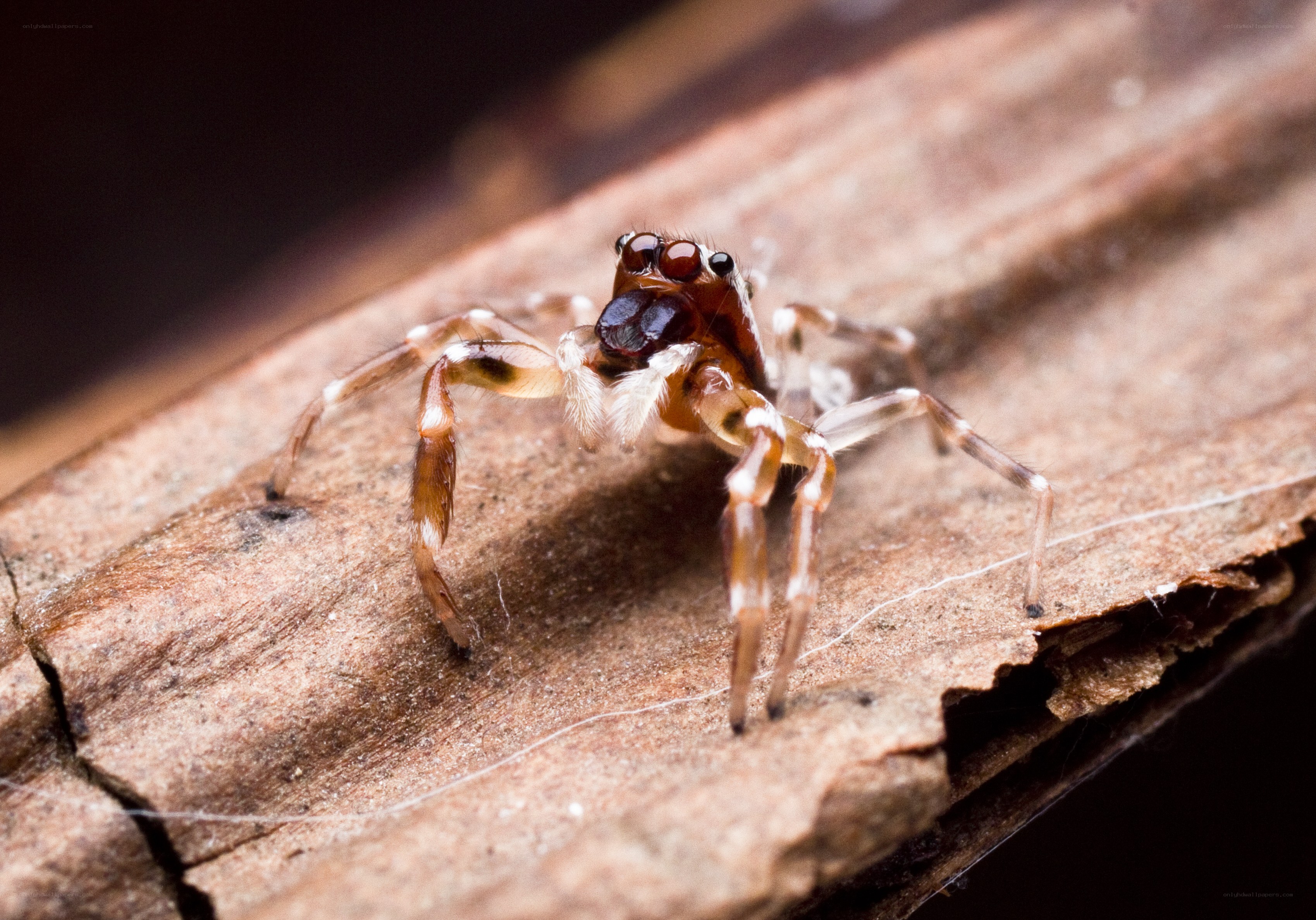Jumping spider on wood