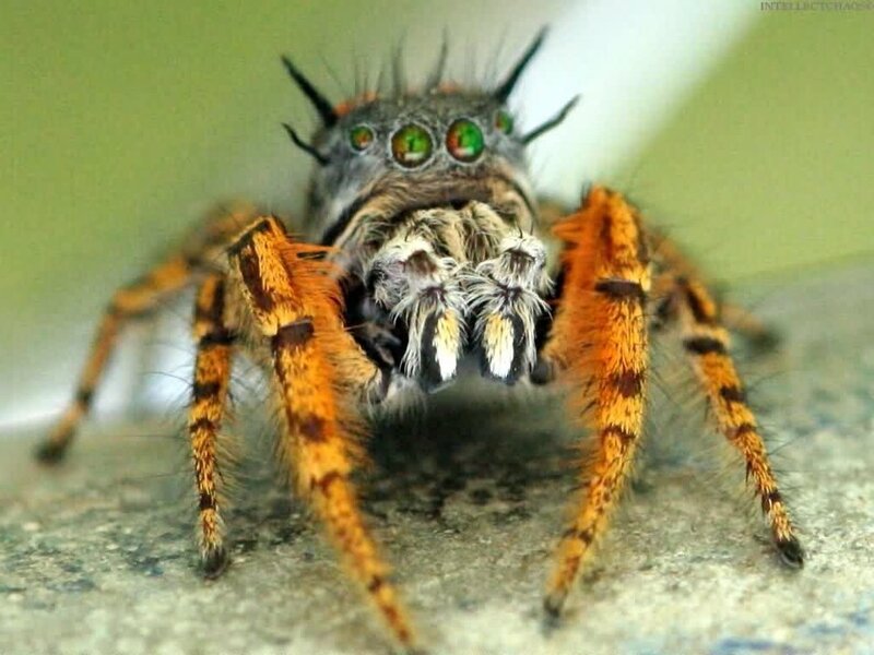 Jumping Spider — Orange, Intense