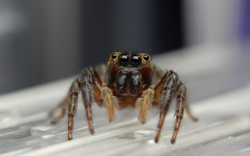 Jumping Spider