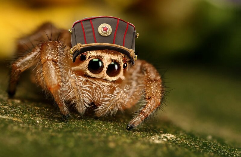 Jumping Spider Wearing Hat