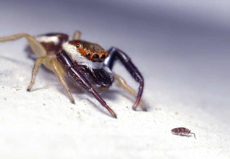 Jumping Spider — White