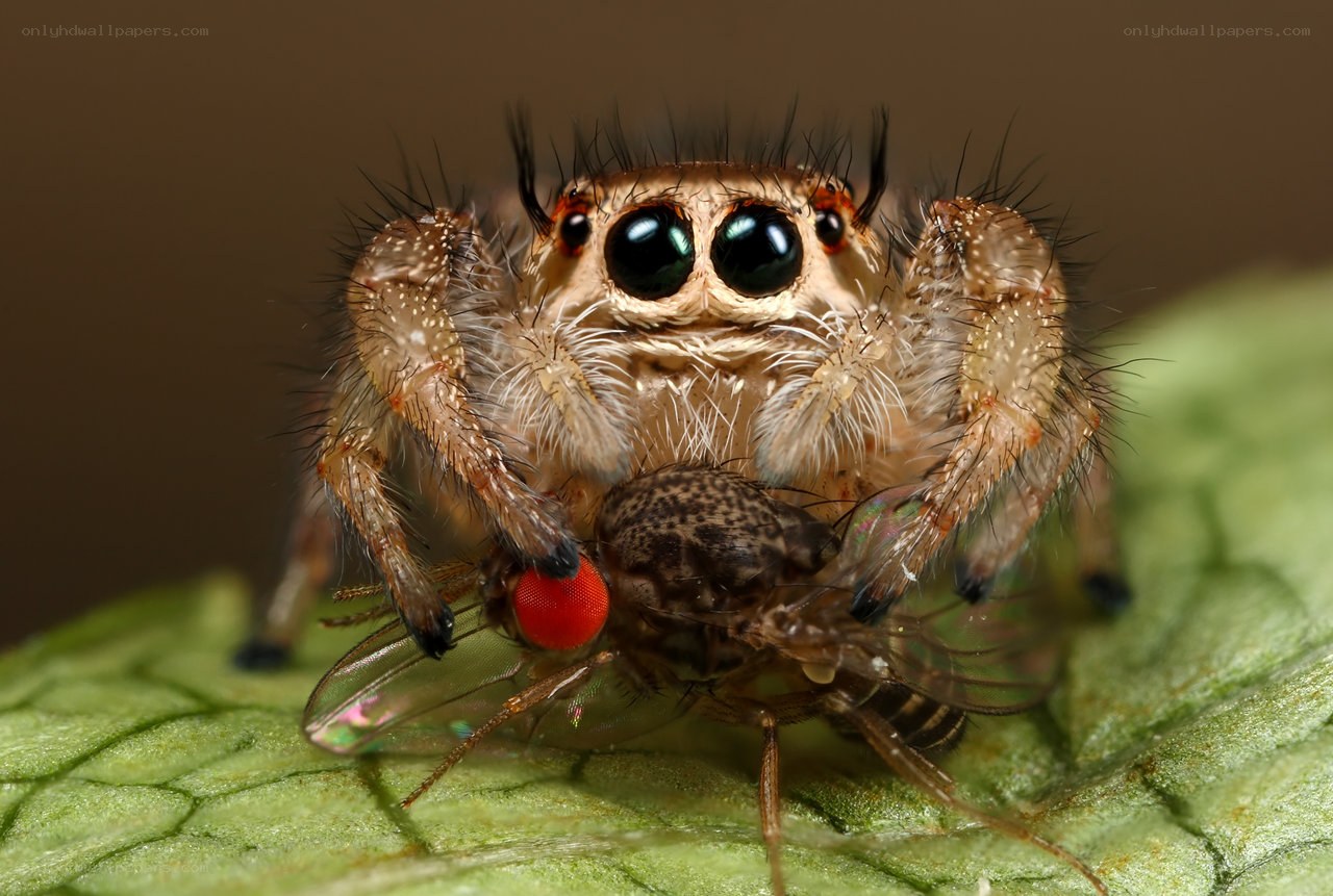 Jumping spider with prey