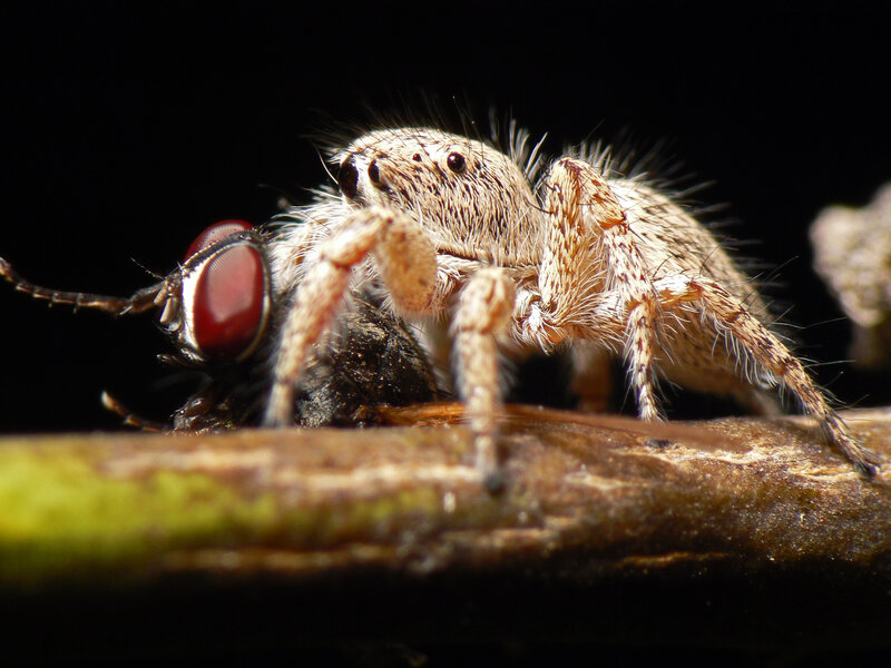 Jumping spider with prey