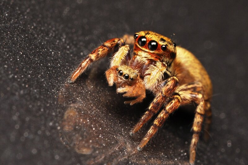Jumping spider with prey