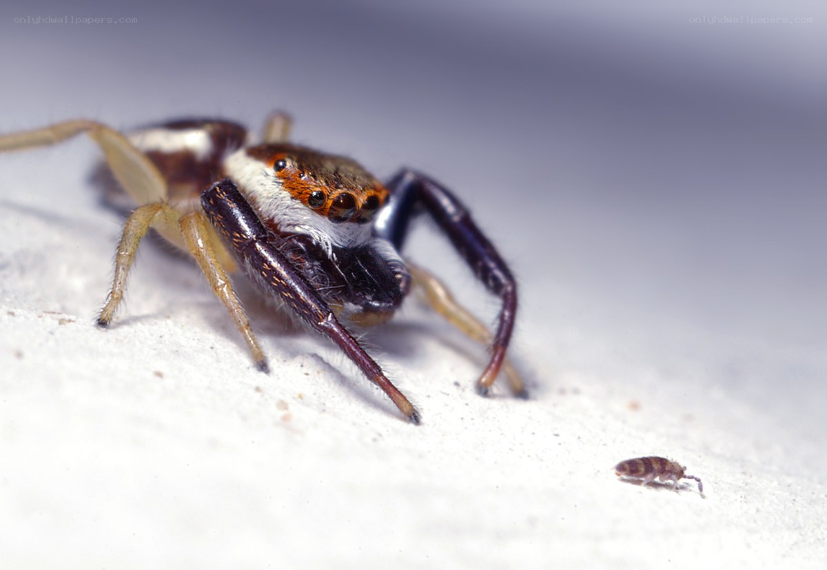 Jumping spider with prey