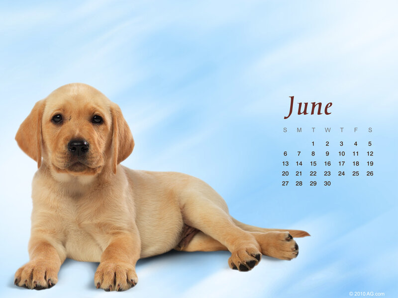 June calendar with puppy