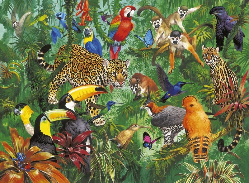 Jungle Animals and Birds
