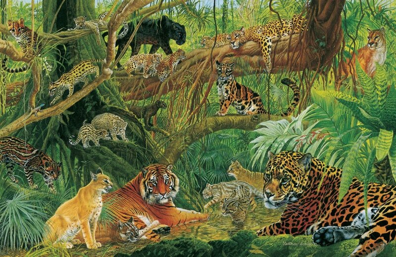 Jungle Big Cats